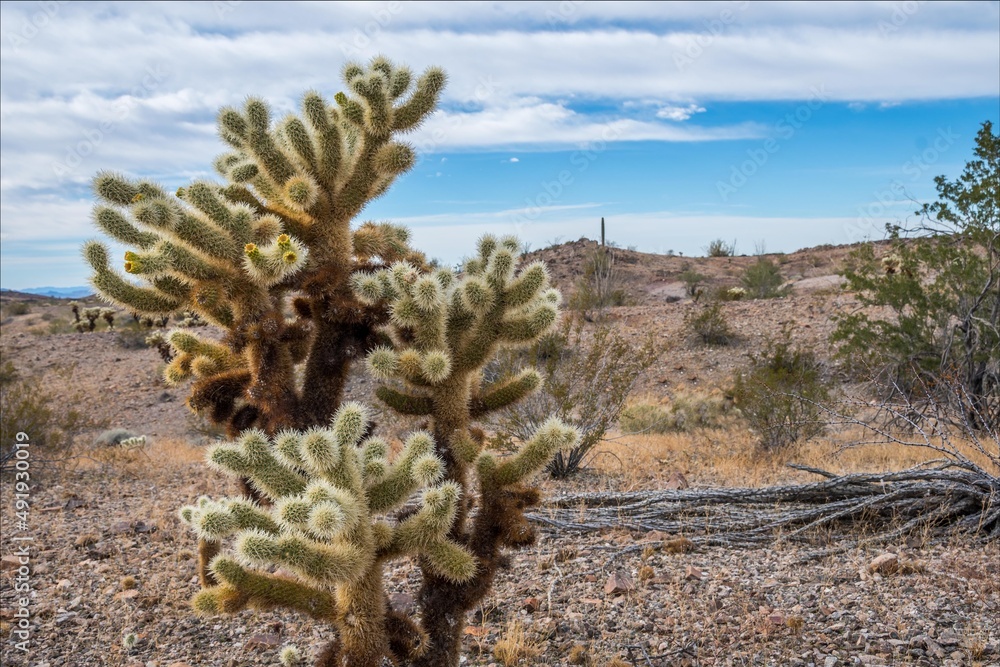 A Teddy Bear Cholla along Quartzsite, Arizona A Teddy Bear Cholla along Quartzsite, Arizona