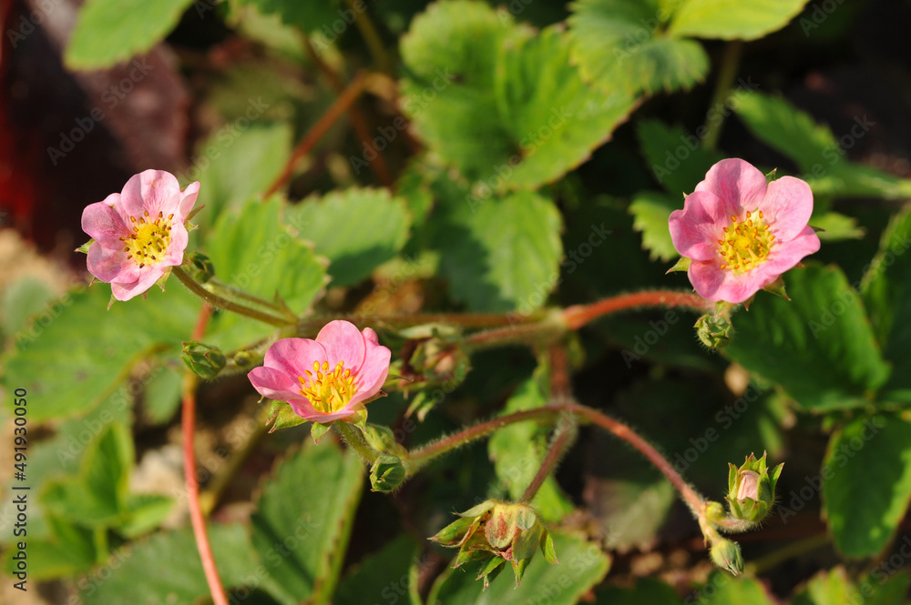 Pink strawberry flowers in the garden Pink strawberry flowers in the garden