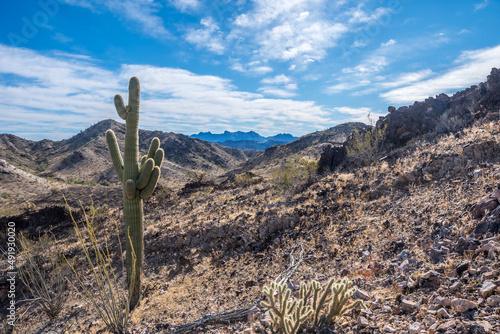 A long slender Saguaro Cactus along Quartzsite, Arizona