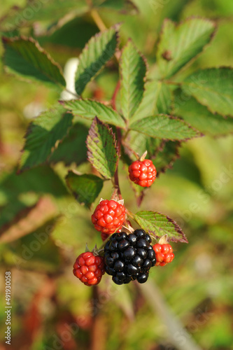 Ripe and unripe berries on blackberry branches 