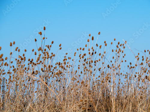 Bild auf Leinwand Teasels against a clear blue winter sky