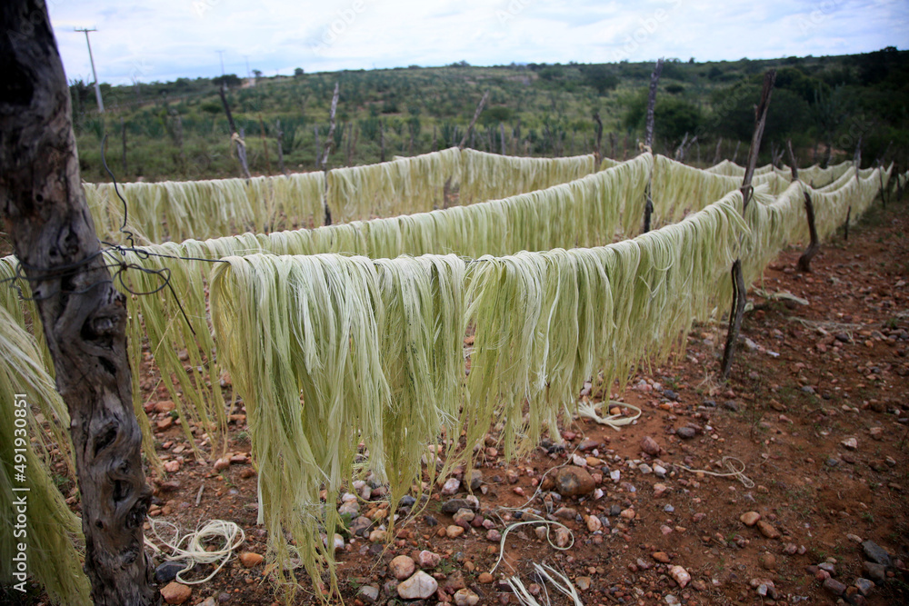 araci, bahia, brazil - march 9, 2022: drying fibers of sisal plant - agavaceae - for rope production in the city of Araci, semi-arid region of Bahia. - obrazy, fototapety, plakaty 