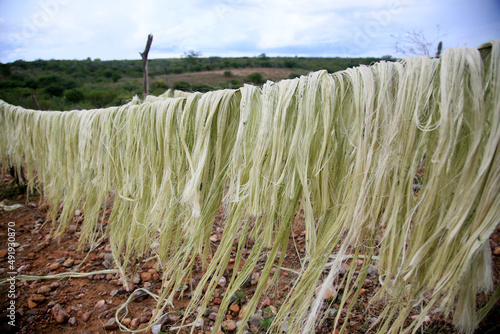araci, bahia, brazil - march 9, 2022: drying fibers of sisal plant - agavaceae - for rope production in the city of Araci, semi-arid region of Bahia.