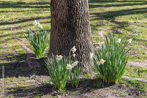 Detalle primaveral de un tronco de árbol y algunas flores a su lado