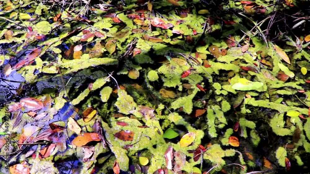 Green foliage mucus slime in pond sump water nature Mexico. Green foliage mucus slime in pond sump water nature Mexico.