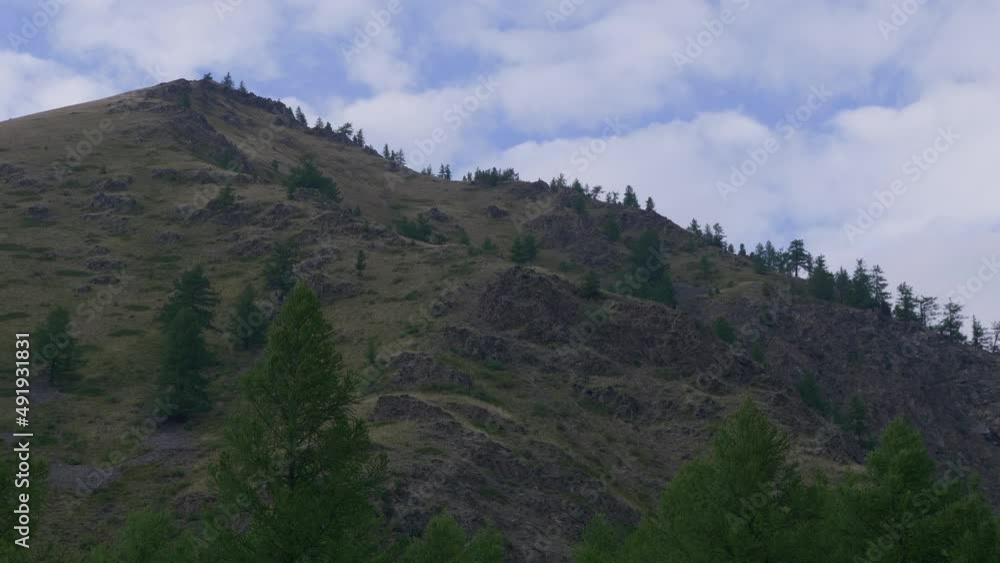 Trees on the mountainside Trees on the mountainside