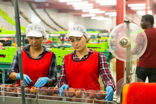 Latino women employees in uniform sorting peaches on producing grading line at fruit warehouse