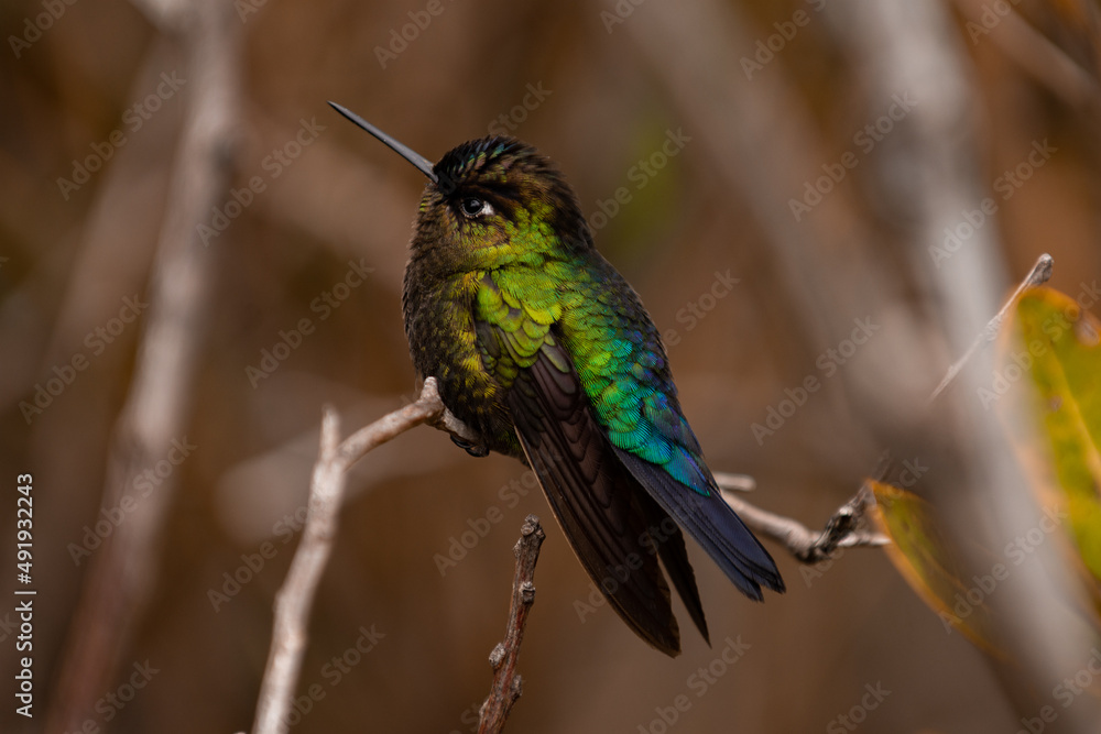 Fototapeta premium hummingbird in flight