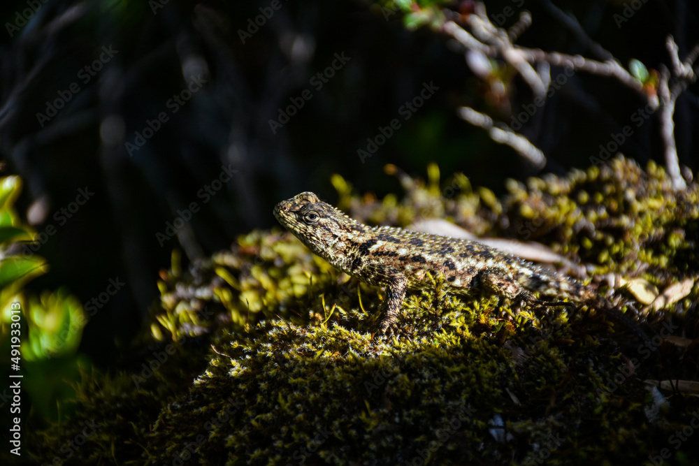Obraz premium lizard on the grass