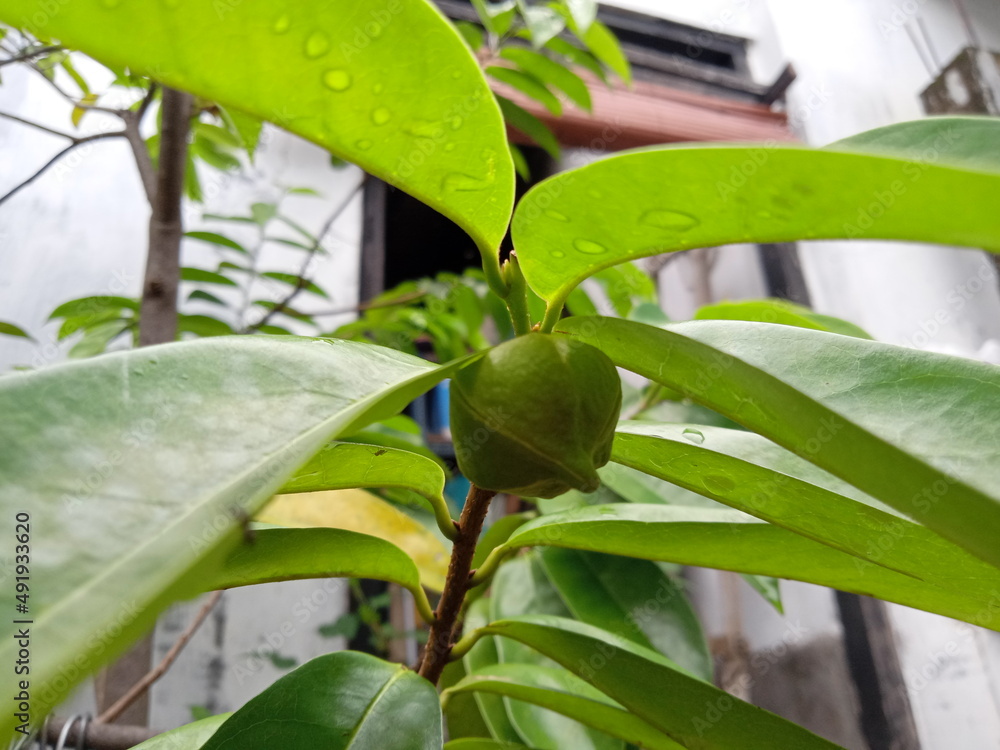 Soursop flowers are early stages before fruit, Dried leaves