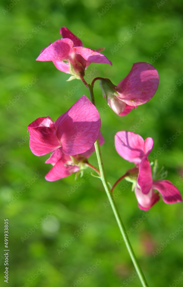 Lathyrus tuberosus grows in the field among the grasses in summer Lathyrus tuberosus grows in the field among the grasses in summer