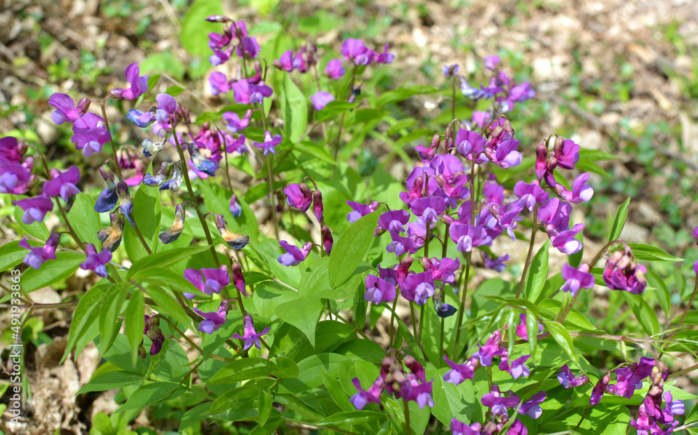 Lathyrus vernus blooms in spring in the forest Lathyrus vernus blooms in spring in the forest