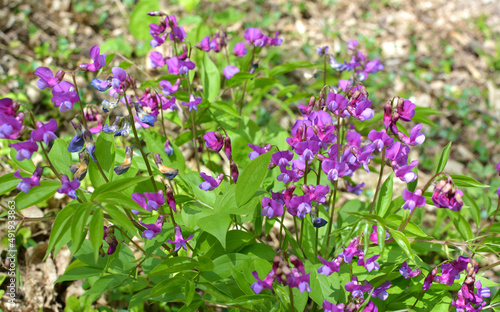 Lathyrus vernus blooms in spring in the forest