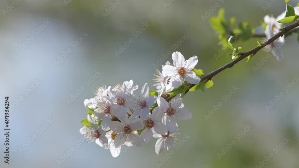 Twigs of cherry tree with white blossoming flowers in early spring Twigs of cherry tree with white blossoming flowers in early spring