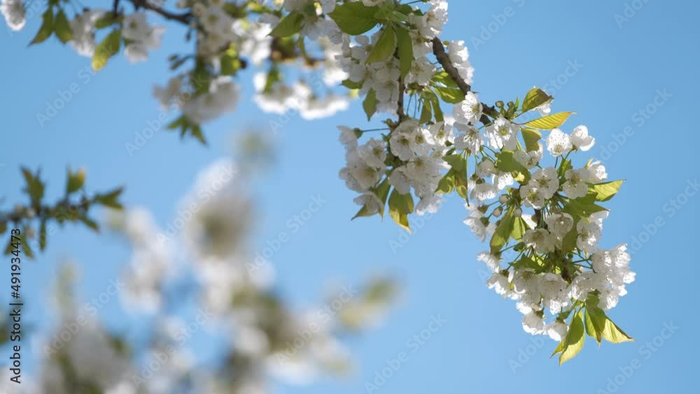 Twigs of cherry tree with white blossoming flowers in early spring Twigs of cherry tree with white blossoming flowers in early spring