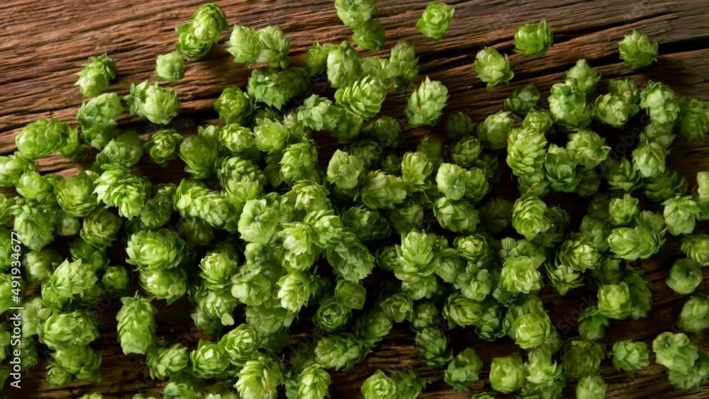 Super Slow Motion Shot of Fresh Green Hops Falling on Wooden Table at 1000 fps. Super Slow Motion Shot of Fresh Green Hops Falling on Wooden Table at 1000 fps.