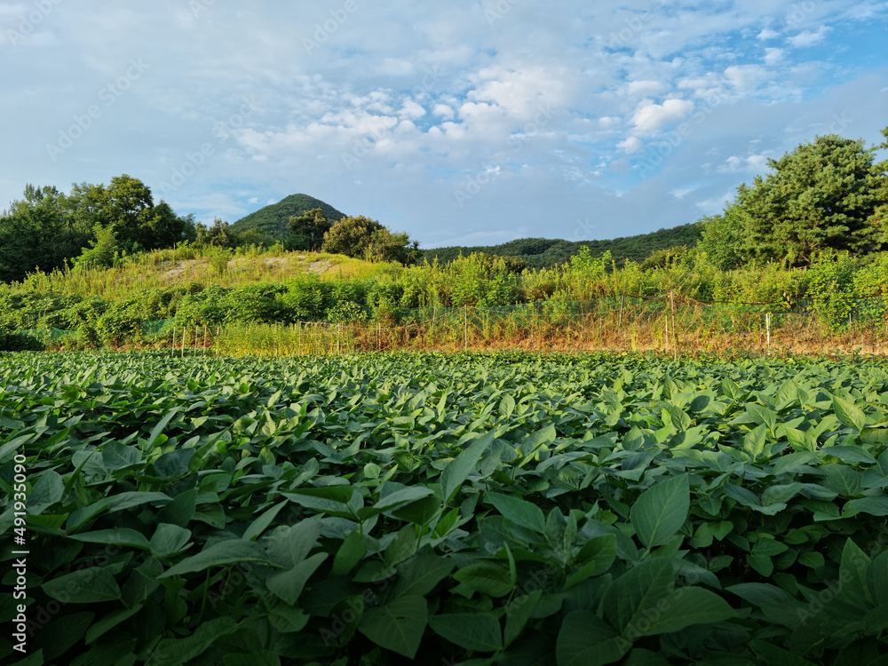 
Rural landscape with soybean fields