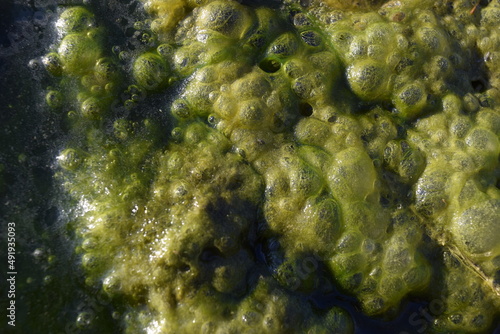 Slimy algae bubbles close up  texture