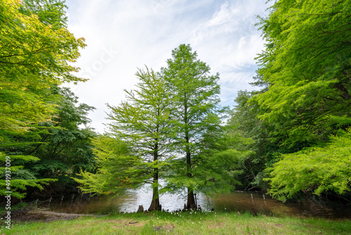 Bald cypress (Taxodium distichum) and its aerial roots at Moshi pond, Sanda, Hyogo, Japan photo