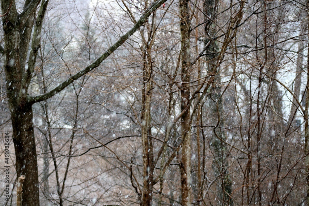 trees in winter in the Hudson Valley NY. trees in winter in the Hudson Valley NY.