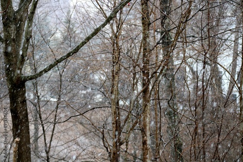 trees in winter in the Hudson Valley NY.