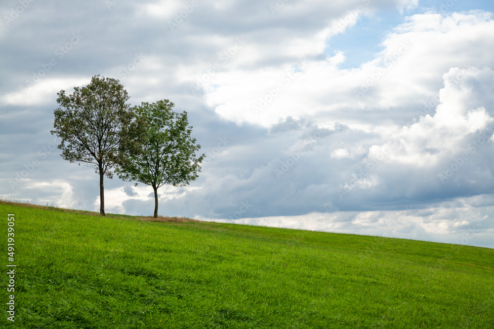 Wiese mit zwei Bäumen vor Wolkenhimmel Wiese mit zwei Bäumen vor Wolkenhimmel