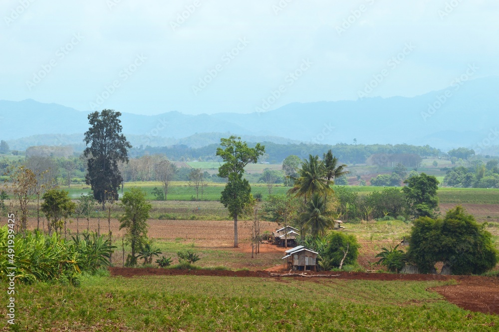 Fototapeta premium landscape with a tree and a horse