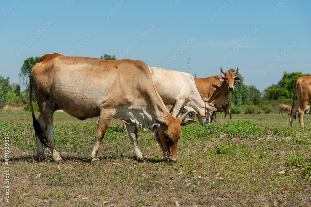 A herd of cows grazing in the meadow in the blue sky. A herd of cows grazing in the meadow in the blue sky.