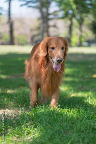 Golden retriever dog walking on the grass in the park