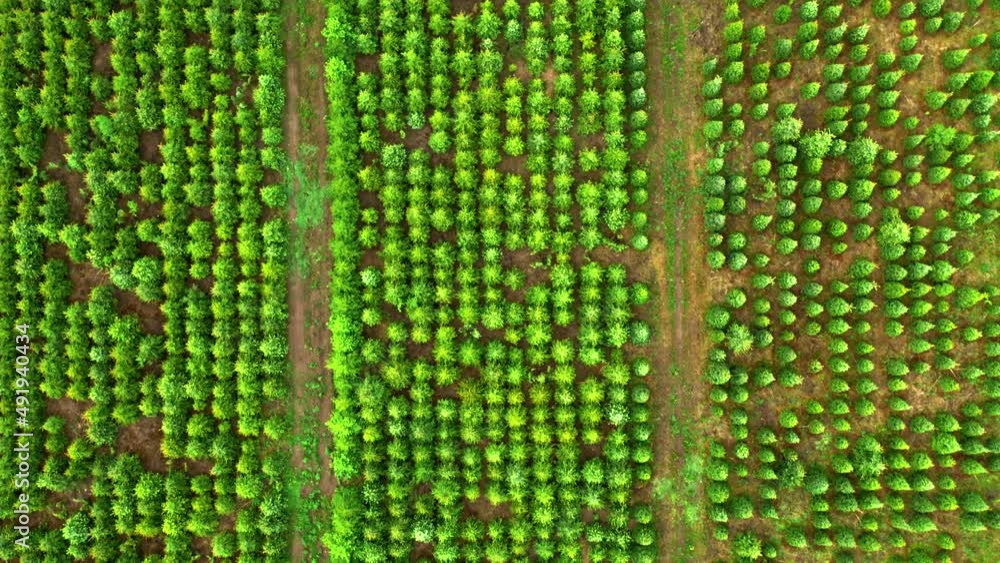 Top view of afforestation of the area. Tree population restoration. Top view of afforestation of the area. Tree population restoration.