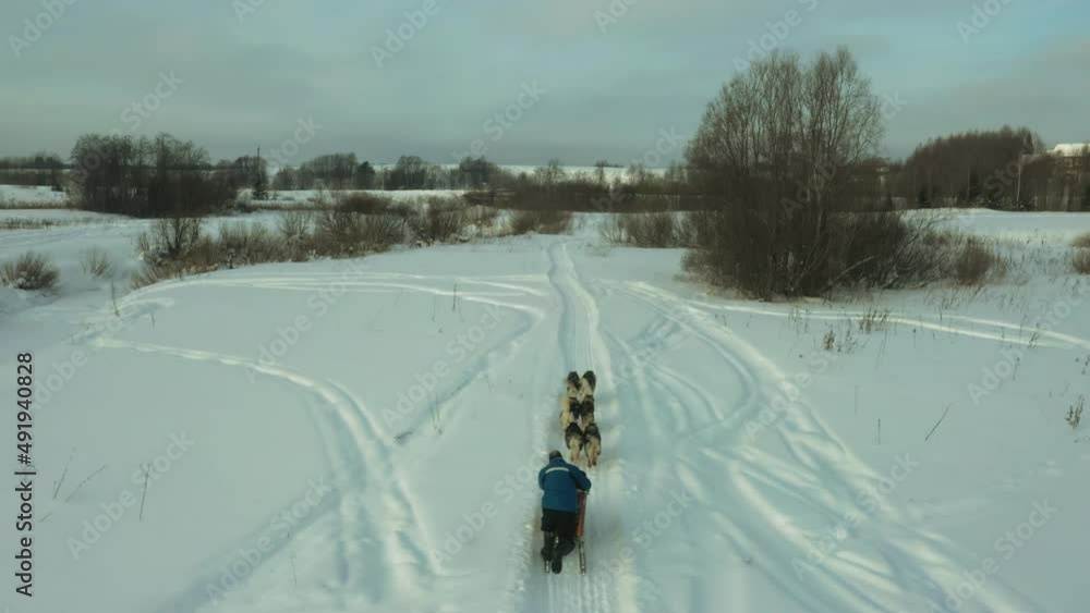 Aerial shooting of a dog sled race on a snowy terrain. Huskies and malamutes . Movement by dogs in hard-to-reach places. Aerial shooting of a dog sled race on a snowy terrain. Huskies and malamutes . Movement by dogs in hard-to-reach places.
