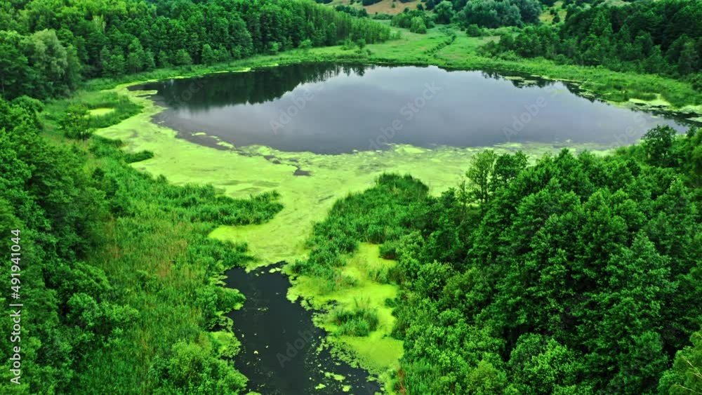 Amazing river and green algae in summer.