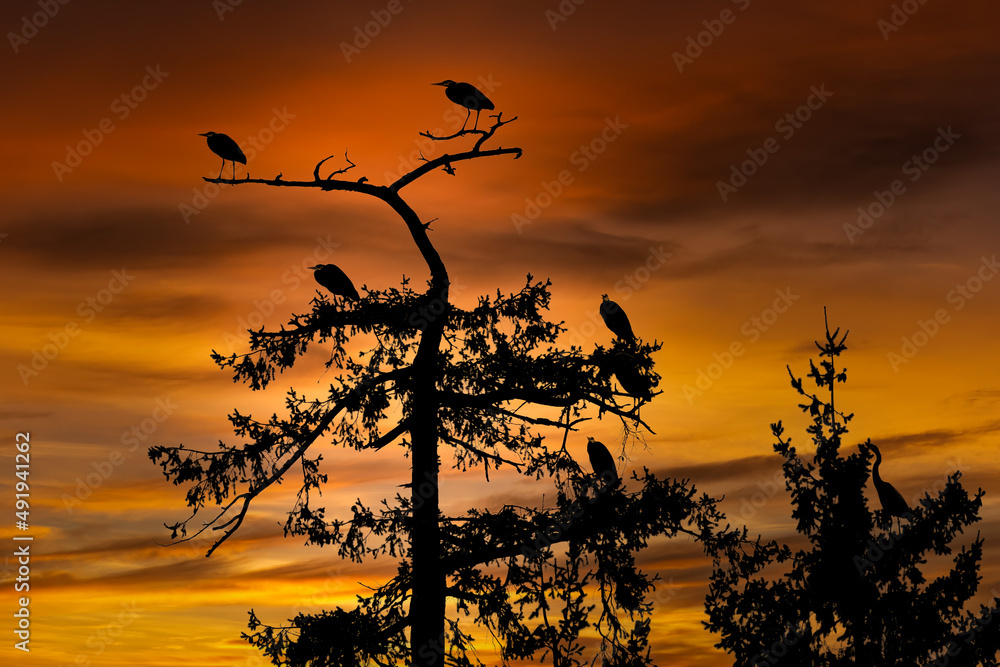 Fototapeta premium 2022-03-07 BLUE HERONS NESTING IN A LARGE TREE WITH A BEAUTIFUL SUNSET BACK LIGHTING THE SCENE