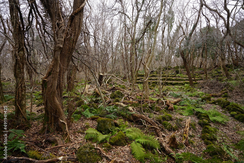 fallen trees and old trees in winter forest
fallen trees and old trees in winter forest