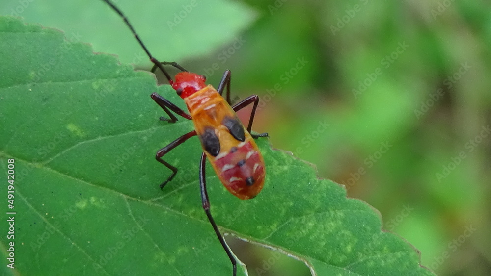 photos of bugs from close photos of bugs from close