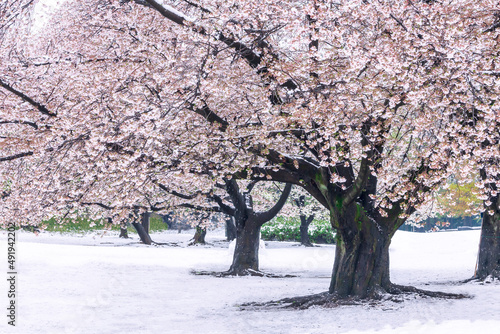 春の雪と桜並木