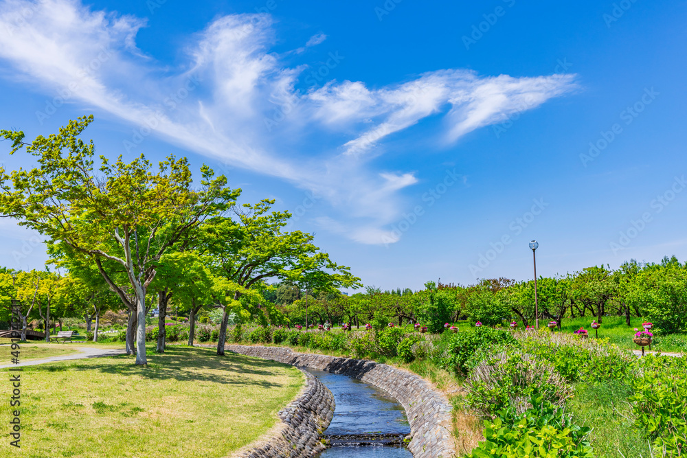 新緑の春の公園　日本