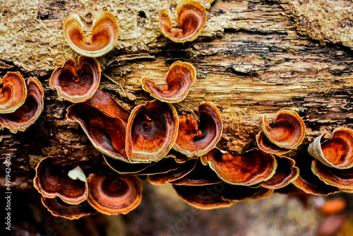ดอกเห็ดสีสันสวยงามที่ขึ้นอยู่ในธรรมชาติ