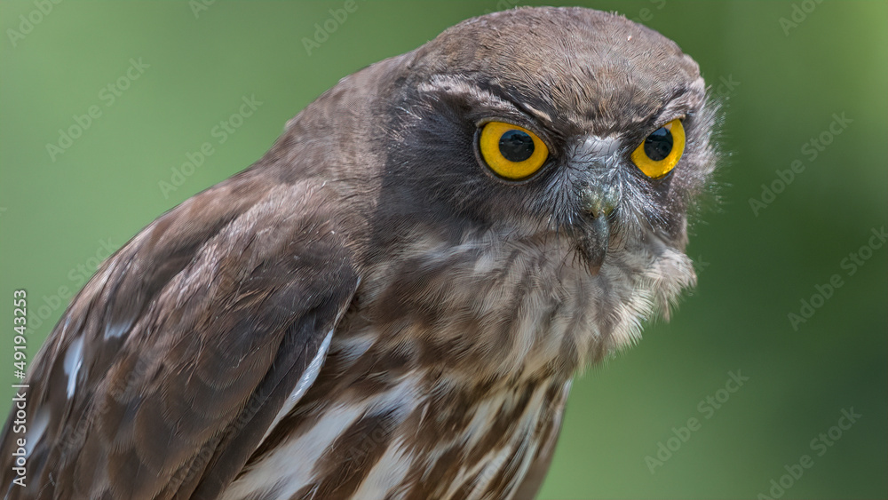 Obraz premium 솔부엉이, 부엉이
