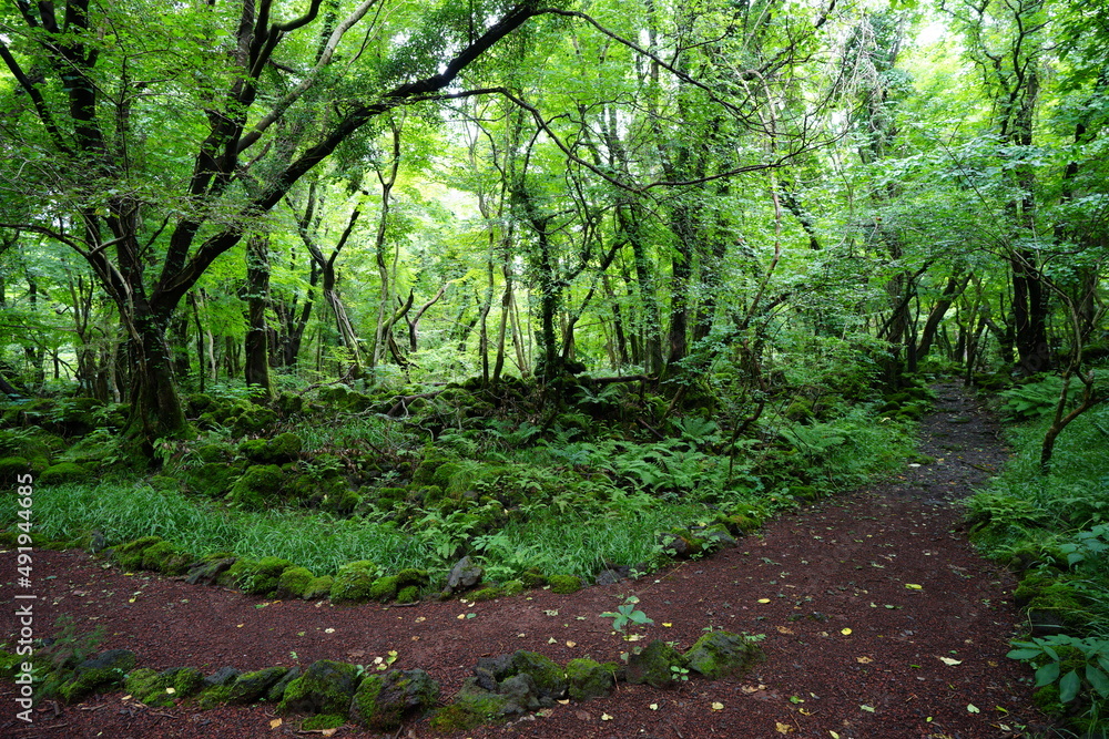 fine dense summer forest with mossy rocks and fern and old trees fine dense summer forest with mossy rocks and fern and old trees