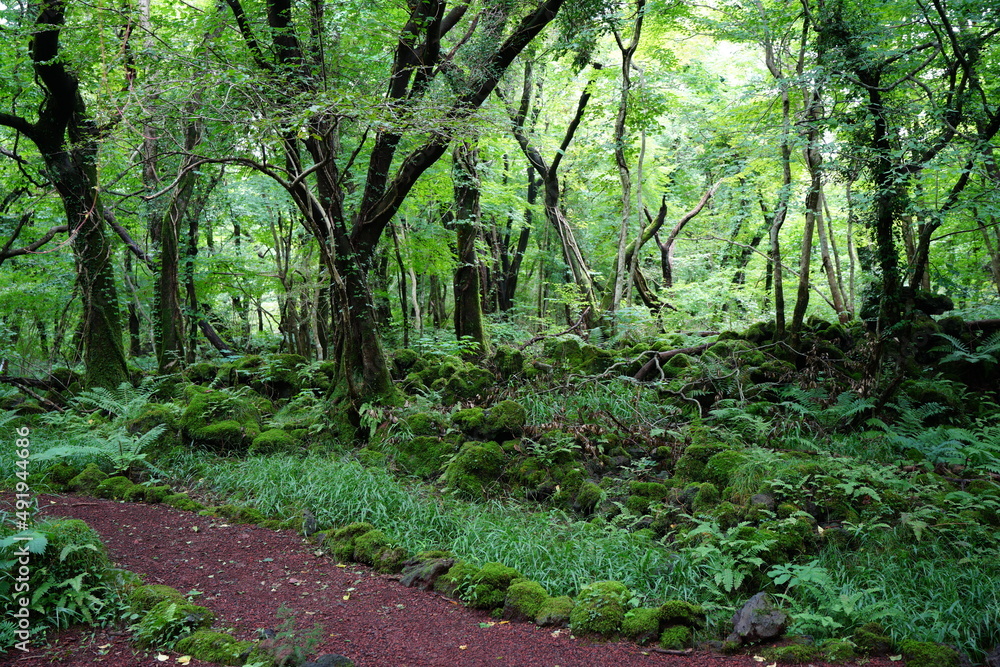 Fototapeta premium fine dense summer forest with mossy rocks and fern and old trees