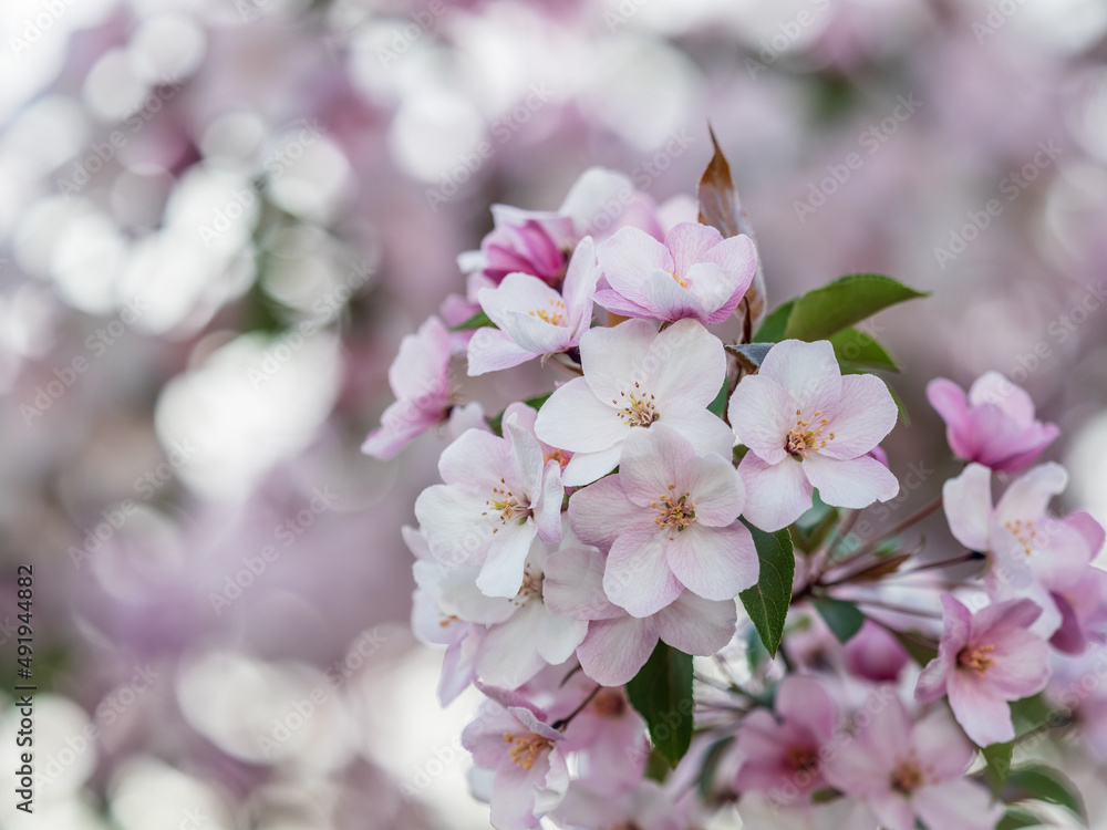 Fresh pink flowers of a blossoming apple tree with blured background Fresh pink flowers of a blossoming apple tree with blured background