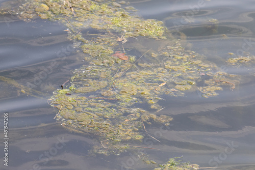 green algae and pond scum floating on waving water photo