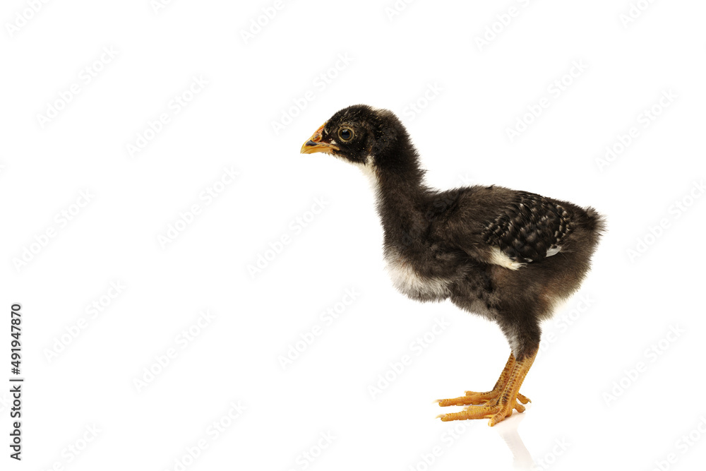 barred plymouth rock chicken isolated on white background. barred plymouth rock chicken isolated on white background.