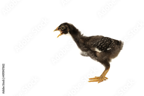 barred plymouth rock chicken isolated on white background.