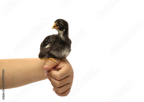 barred plymouth rock chicken isolated on hand.