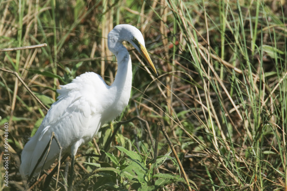 Fototapeta premium A white heron of field