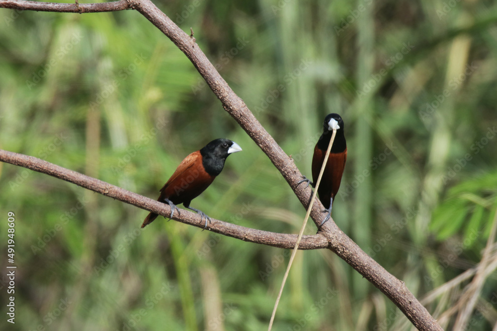 The Chestnut Munia on field The Chestnut Munia on field