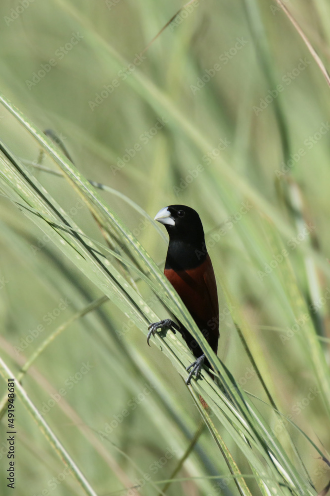 The Chestnut Munia on field The Chestnut Munia on field