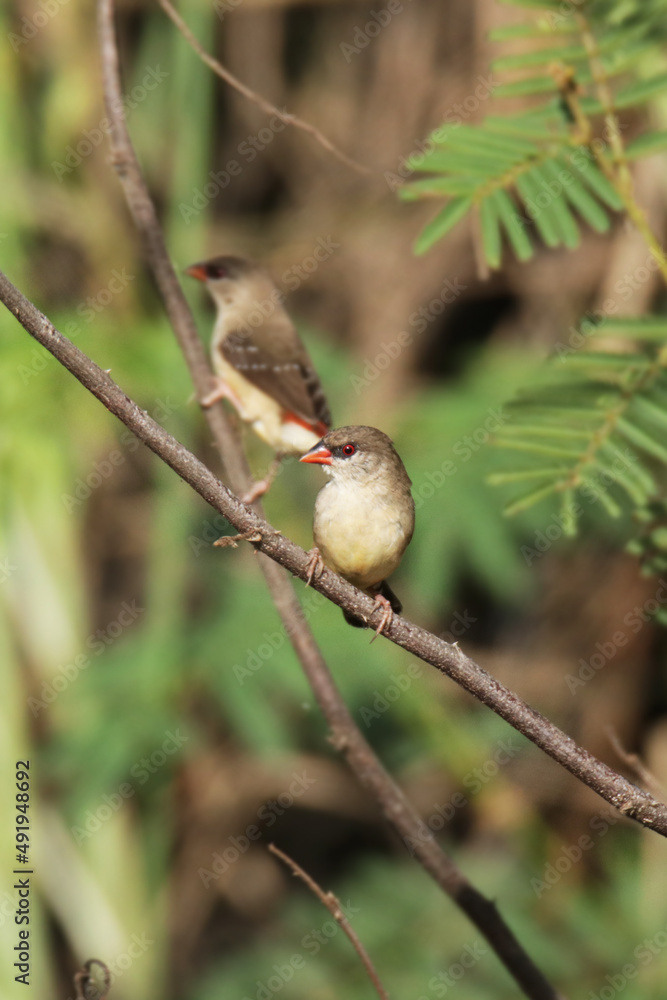 Fototapeta premium A Red avadavat on field